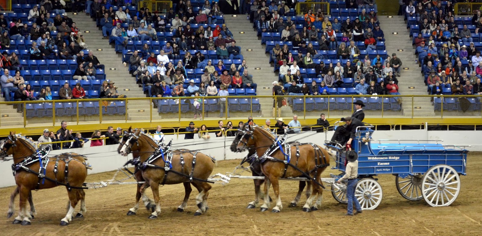 Mille Fiori Favoriti Draft Horse Show at the National Western Stock