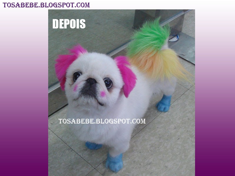 Pequinês porto alegre Clearance