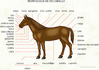 external image caballo+morfologia.jpg