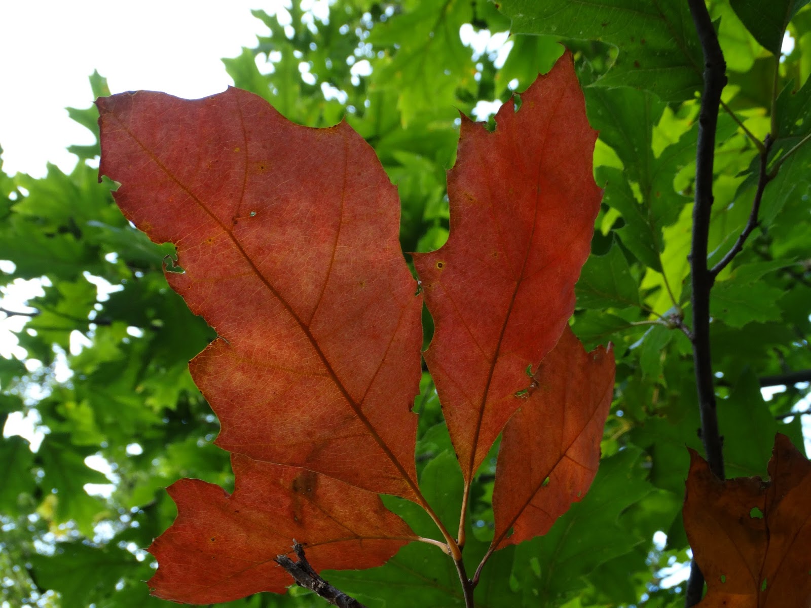 oog voor de natuur Bladeren van Amerikaanse eik, van groen naar rood.