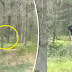 Bizarro: Casal se depara com o famigerado ''pé grande'' em floresta na Holanda