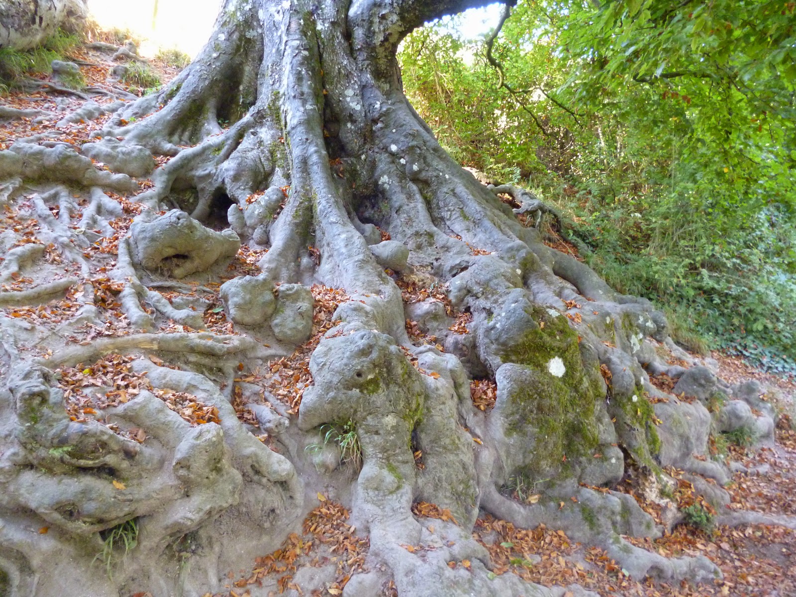 tree roots