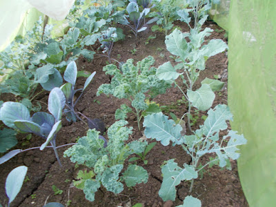 Brassicas growing under mesh 80 Minute Allotment Green Fingered Blog