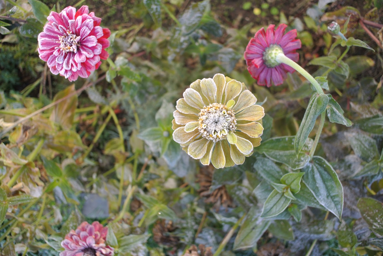 Life at Pugsley Heirloom Zinnias Frost, Seed and Seedling