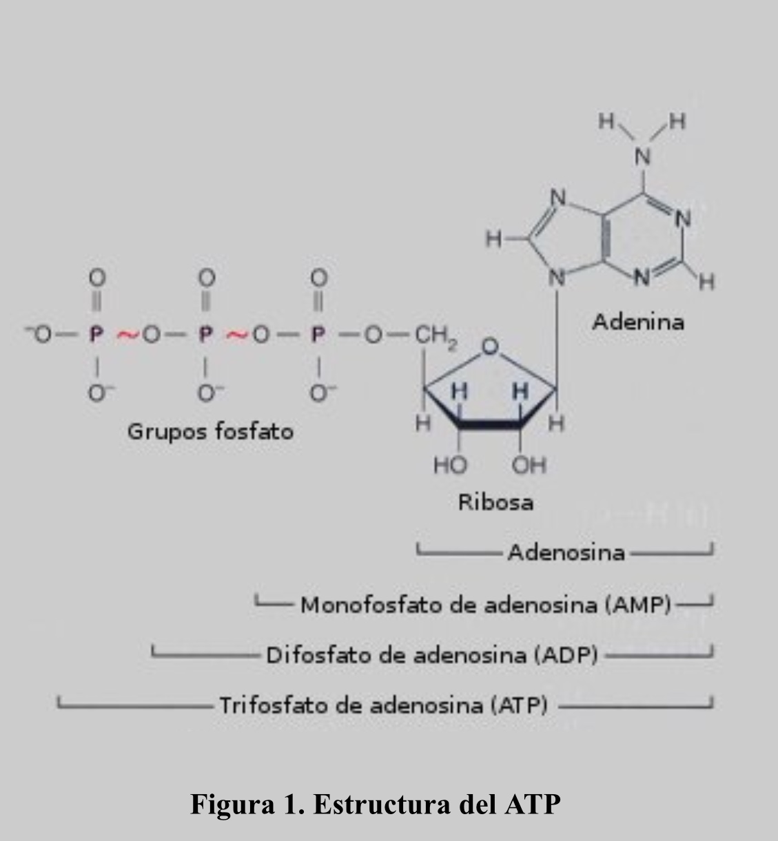 Biología ATP y sus derivados