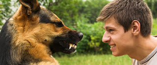 Agresion en perros Agresion en perros