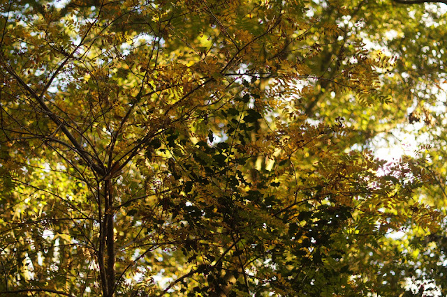 autumn oak tree woodland fungi story