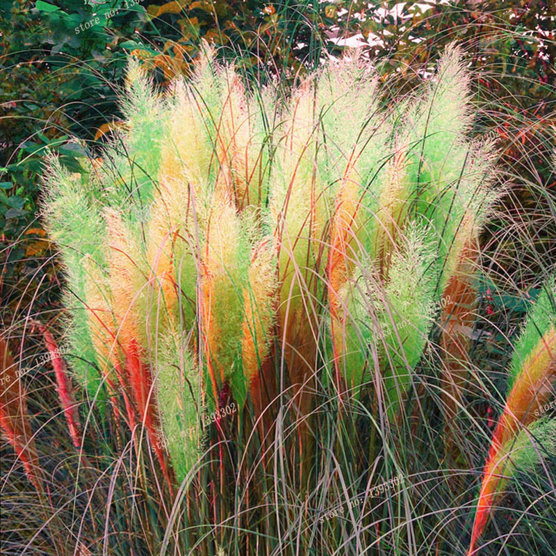 Colored Pampas Grass Plants For Sale