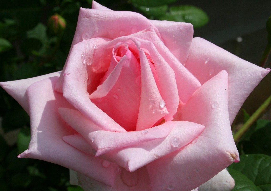 Arti Bunga Mawar Kohana Merah Muda Umumnya Menggambarkan Kebahagiaan Ternyata