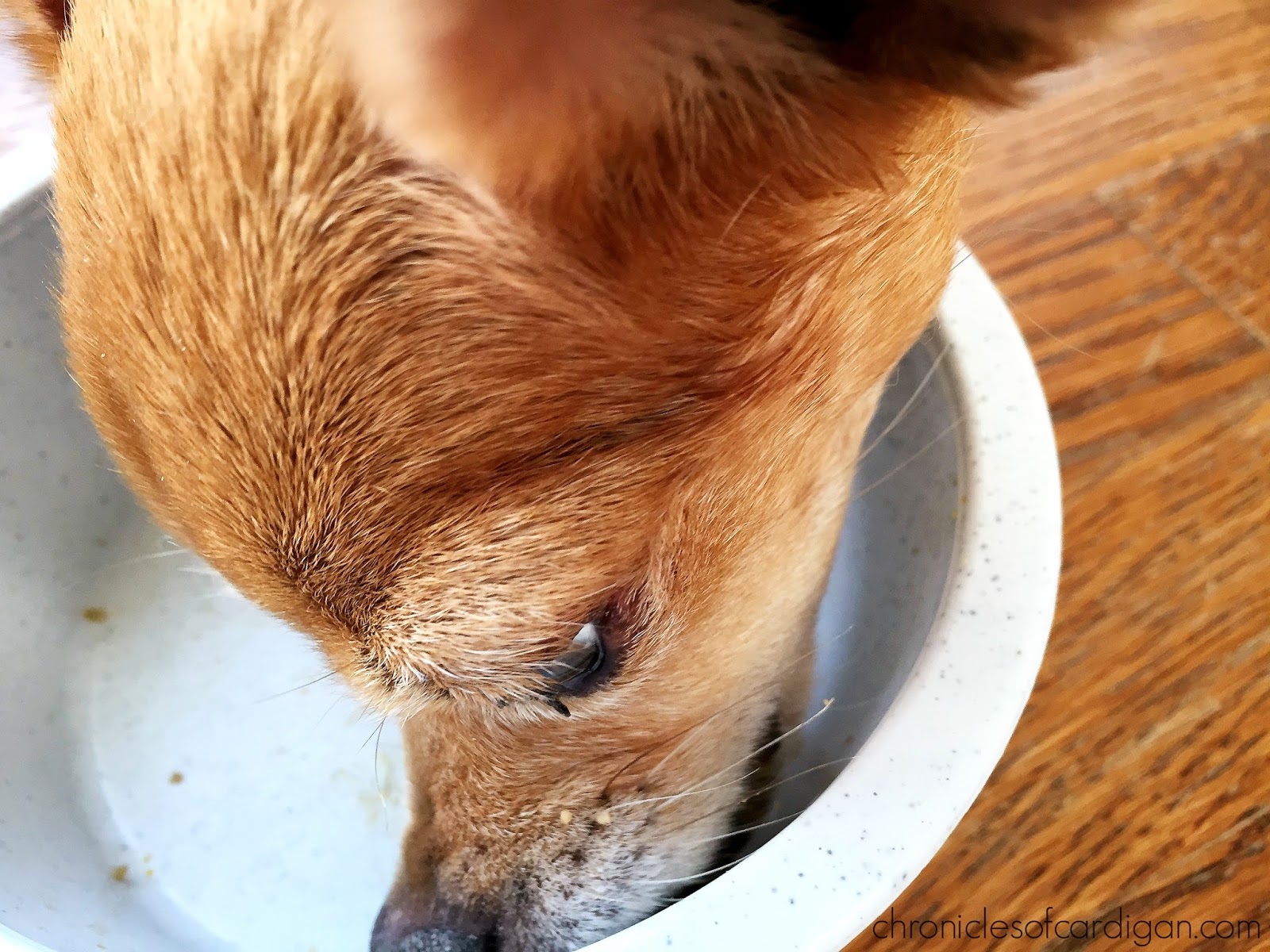 The Chronicles of Cardigan PetSmart Poised to Donate Over 60 Million