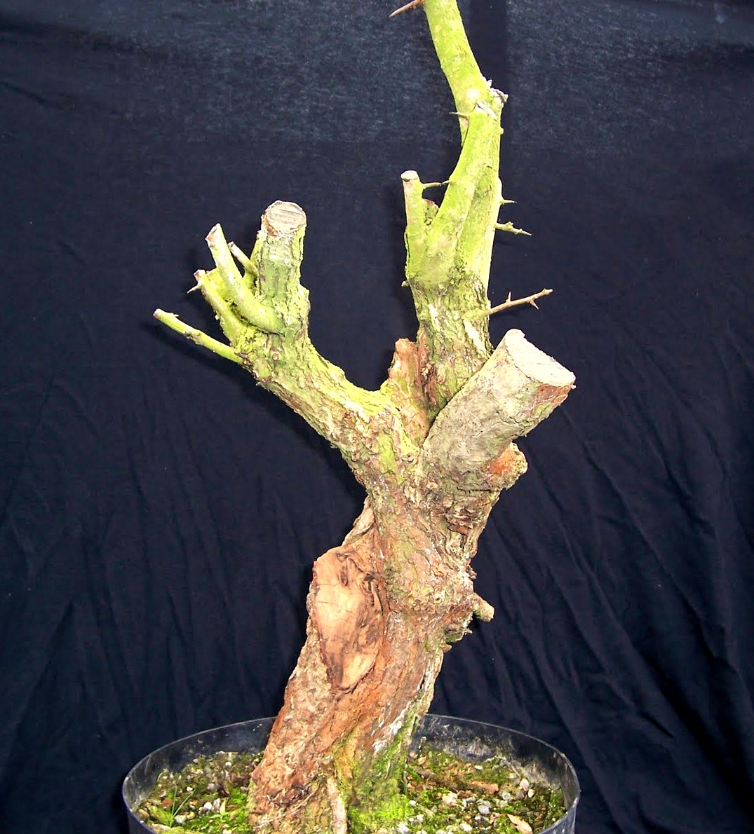 MiKo Bonsai Yamadori Hawthorn