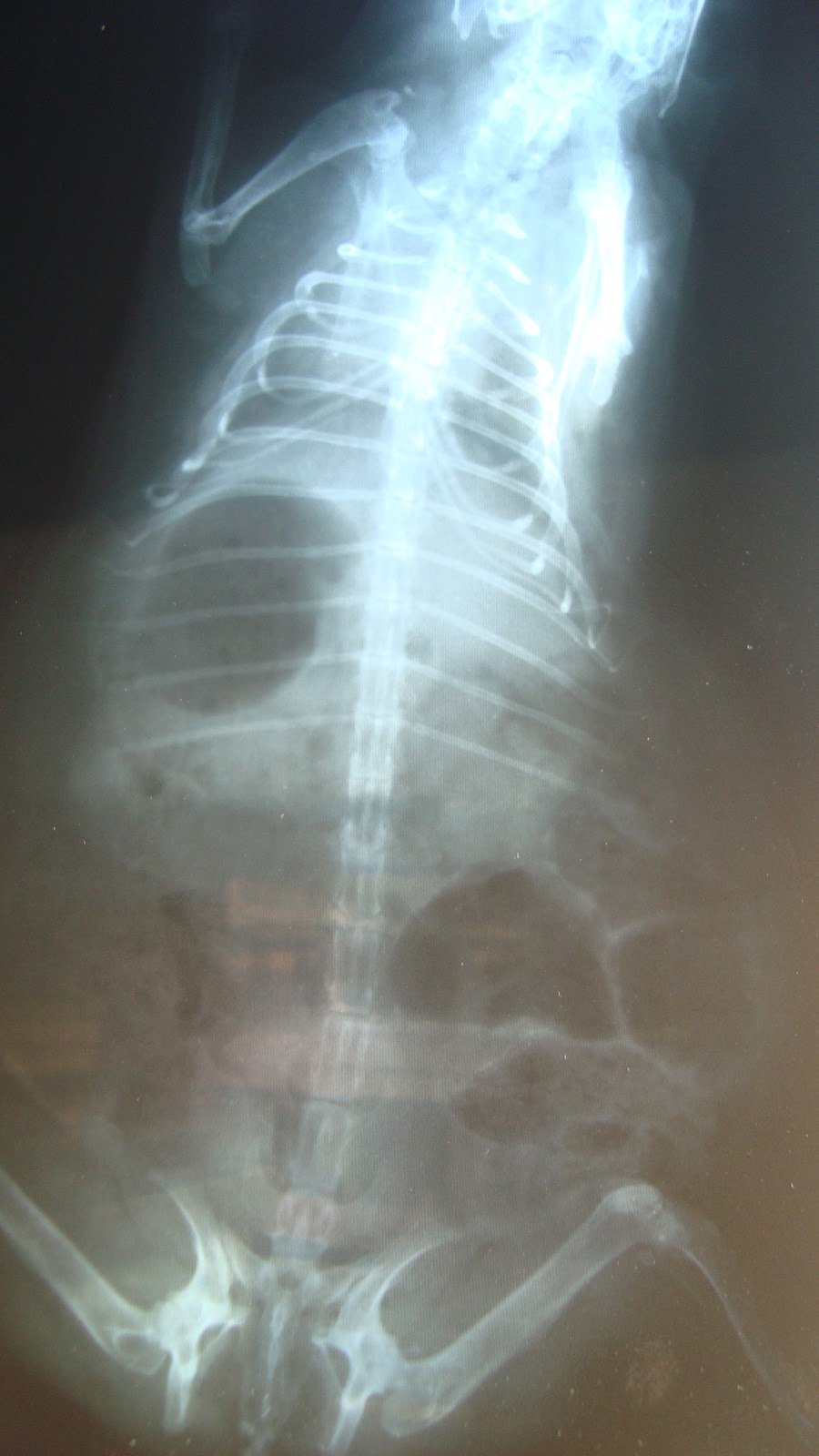 geetasharmavet GUINEA PIG IMPACTED COLON