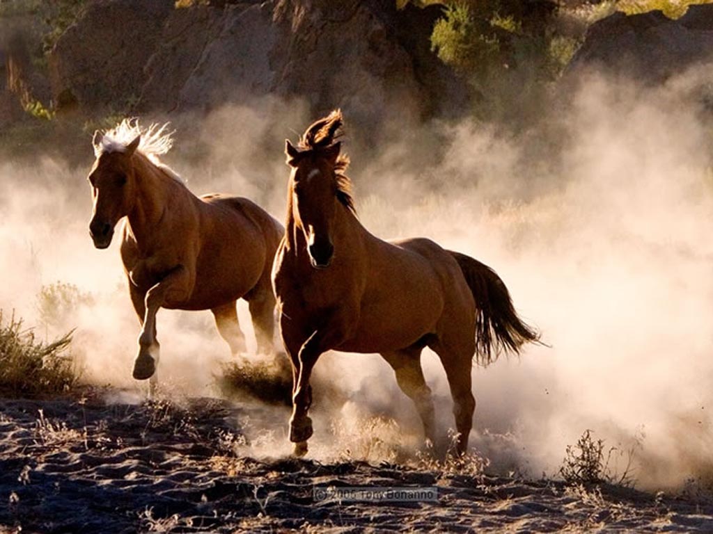 Save the Mustangs The Wild Horse Debate