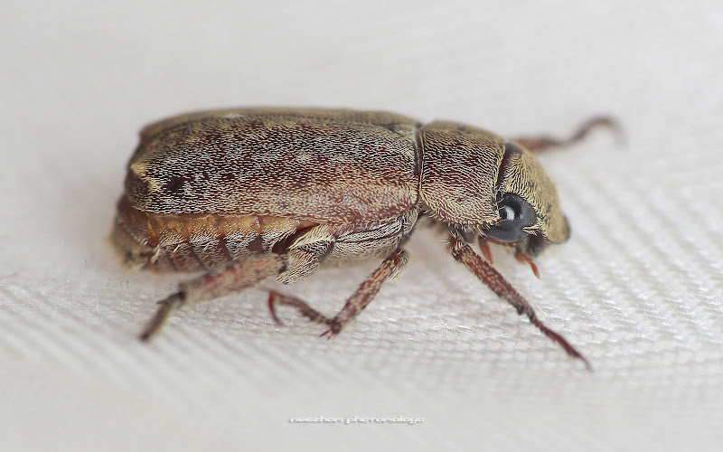 Light brown Beetle Weird and wonderful news library