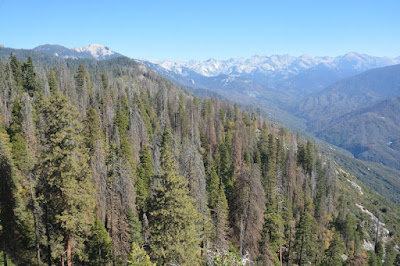 Sequoia National Park- caminando por el Bosque Gigante - Viaje con tienda de campaña por el Oeste Americano (6)