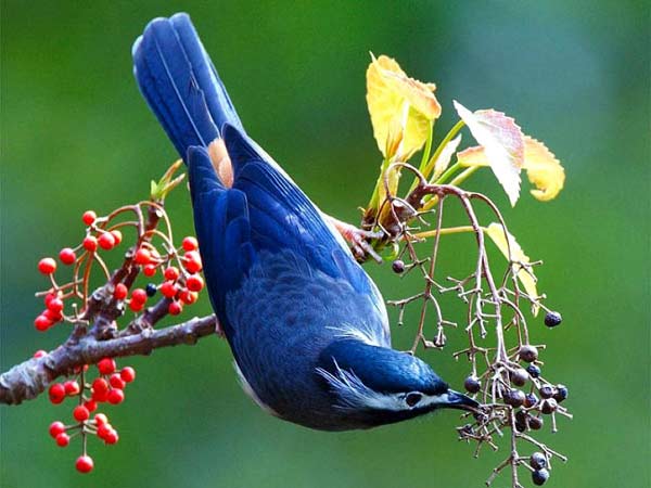 Beautiful Birds Blue Bird