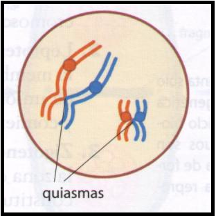 División Celular: Meiosis