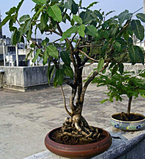 gular bonsai plant