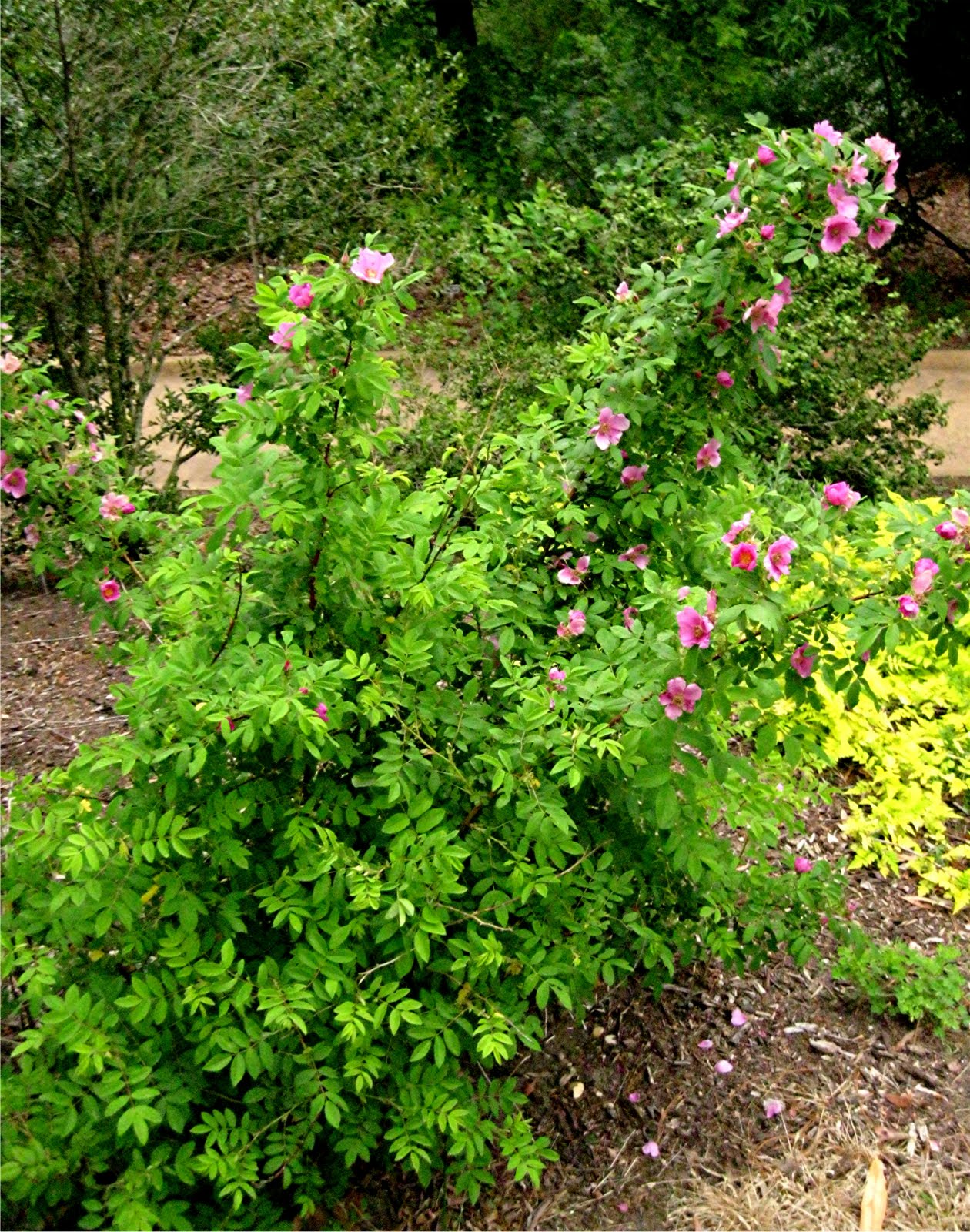 1003 Gardens: Rosa davurica, Amur Rose,
