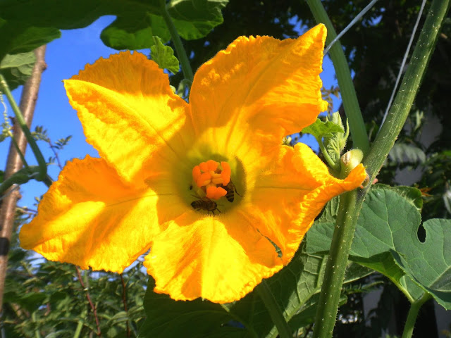 Cucurbita ficifolia