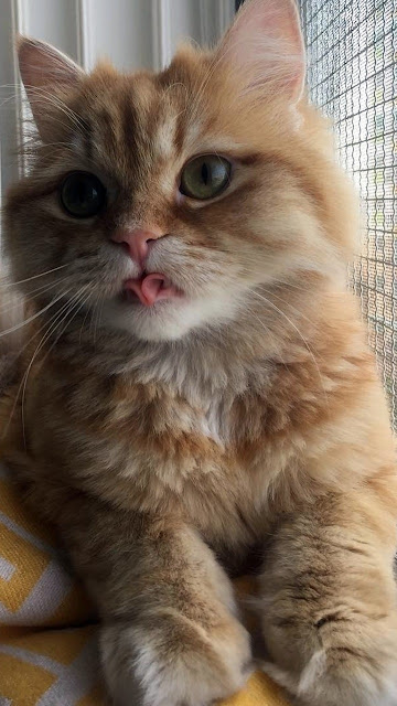 "Chết mê" Loạt hình nền điện thoại dễ thương và ngộ nghĩnh