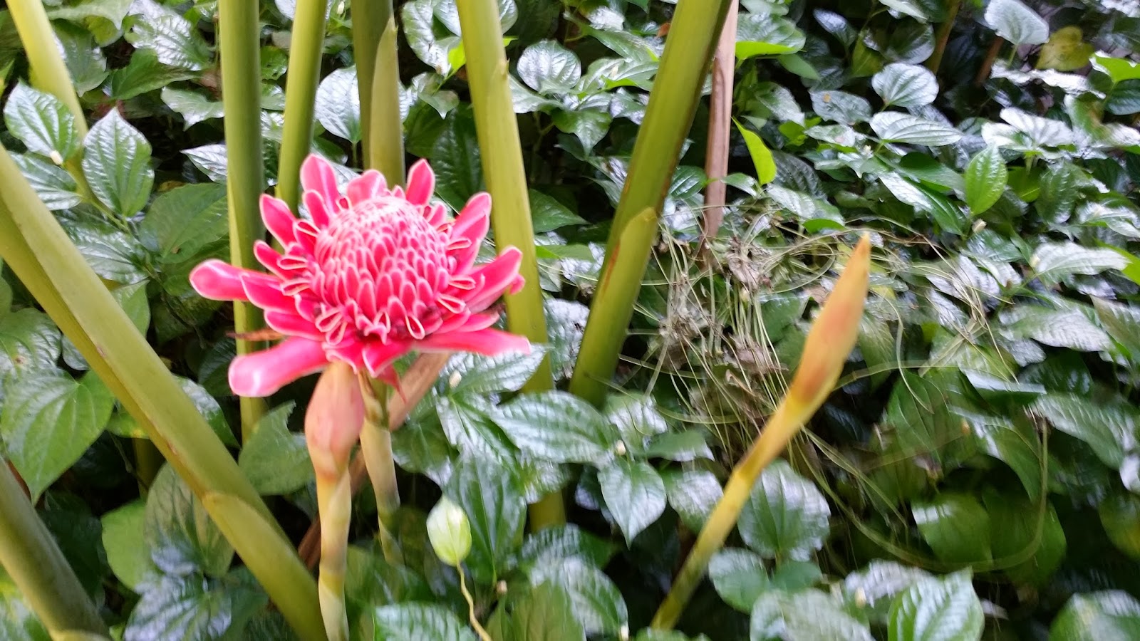 LI NA HERBS TORCH FLOWER IN FULL BLOOM