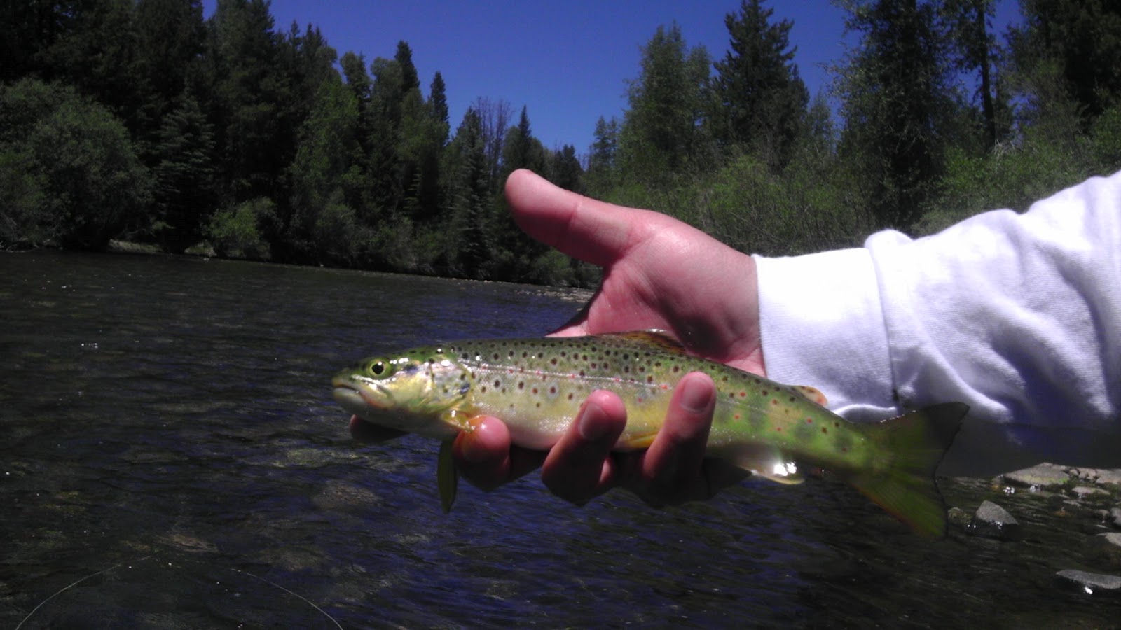 Colorado Fly Fishing 06/21/12 Blue River North of Silverthorne