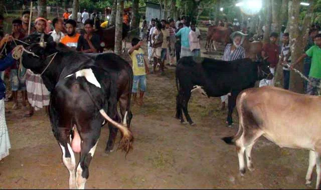 Animal hats have grown in Jamalpur