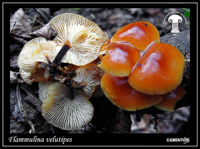 Flammulina velutipes var. velutipes (Curtis) Singer