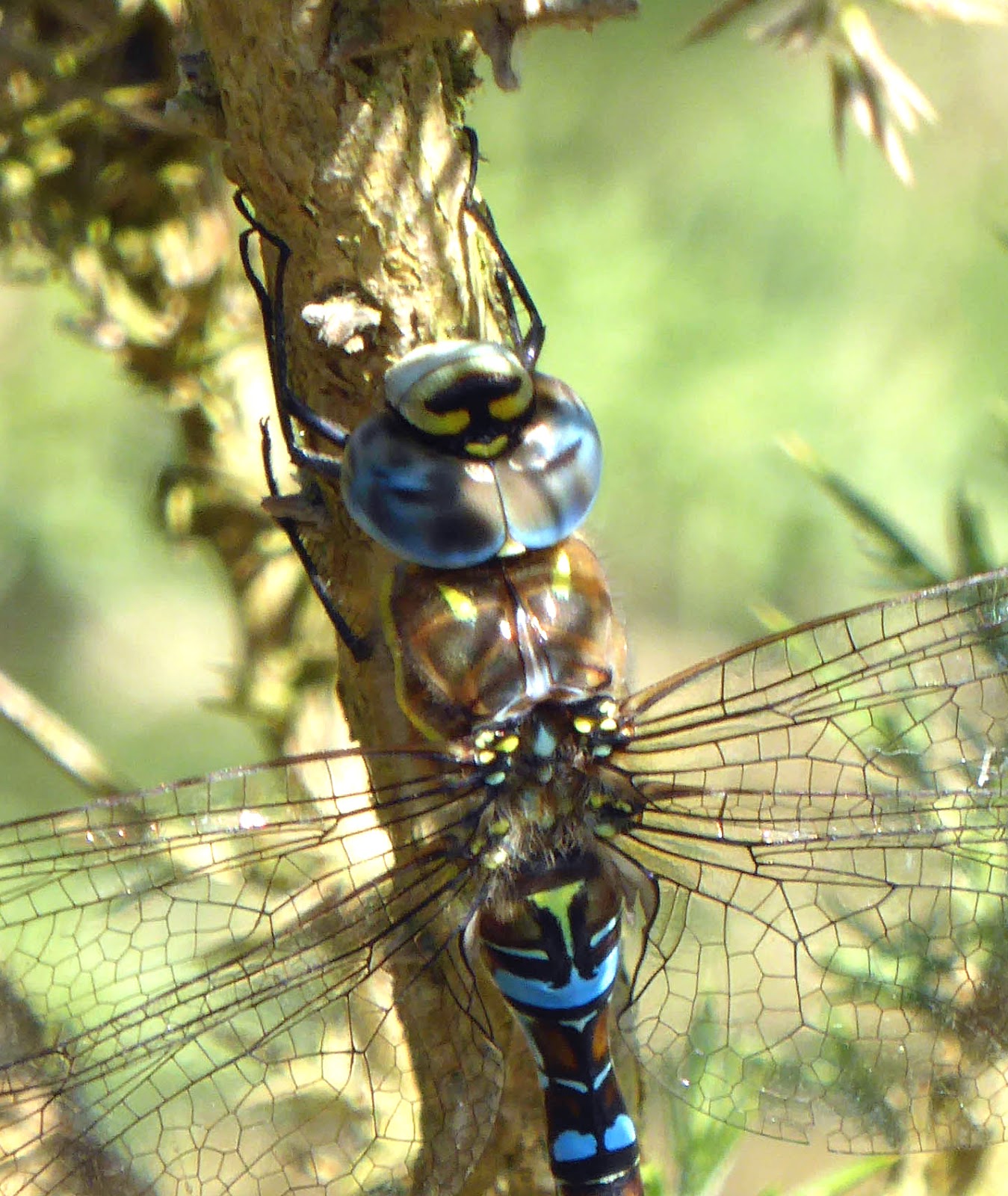 Wild and Wonderful Dragonfly Days Southern Hawker
