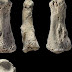 Официални саудитски представители съобщават за откриването на най-древните кости от Homo sapiens