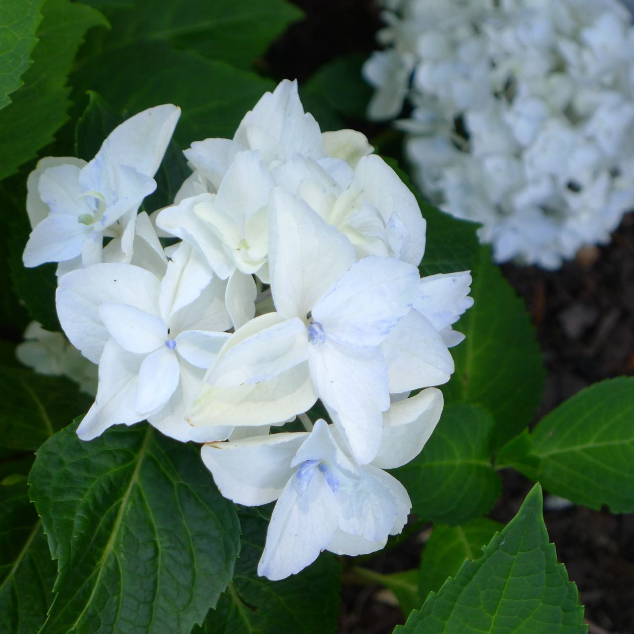 An Urban Cottage Flowers Around The House