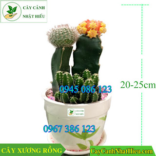 Cây xương để bàn rồng tiểu cảnh đẹp bán chạy