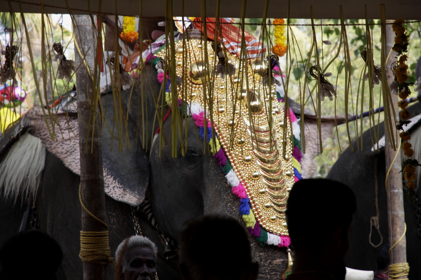 éléphant carapaçonné kerala