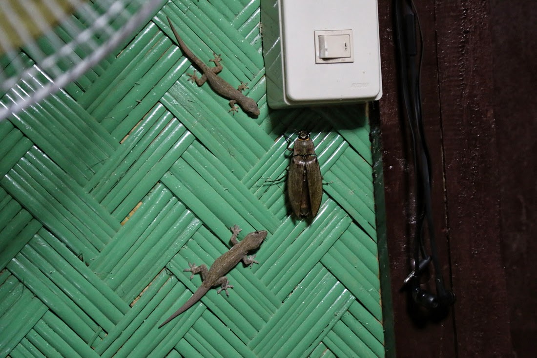 насекомые обитающие на Филиппинах