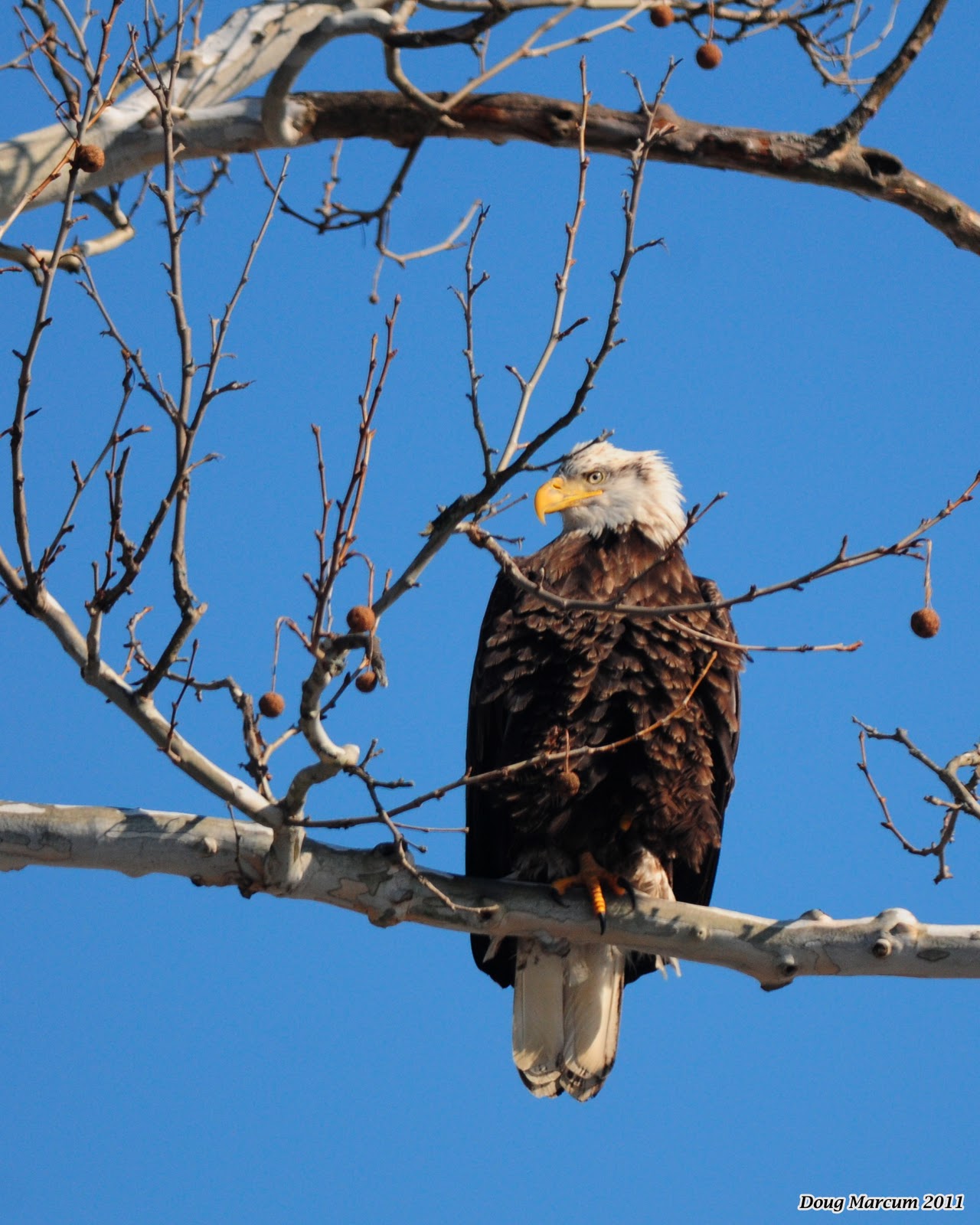 Discovering Northeast Ohioand Still More Eagles