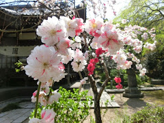 鎌倉の桃