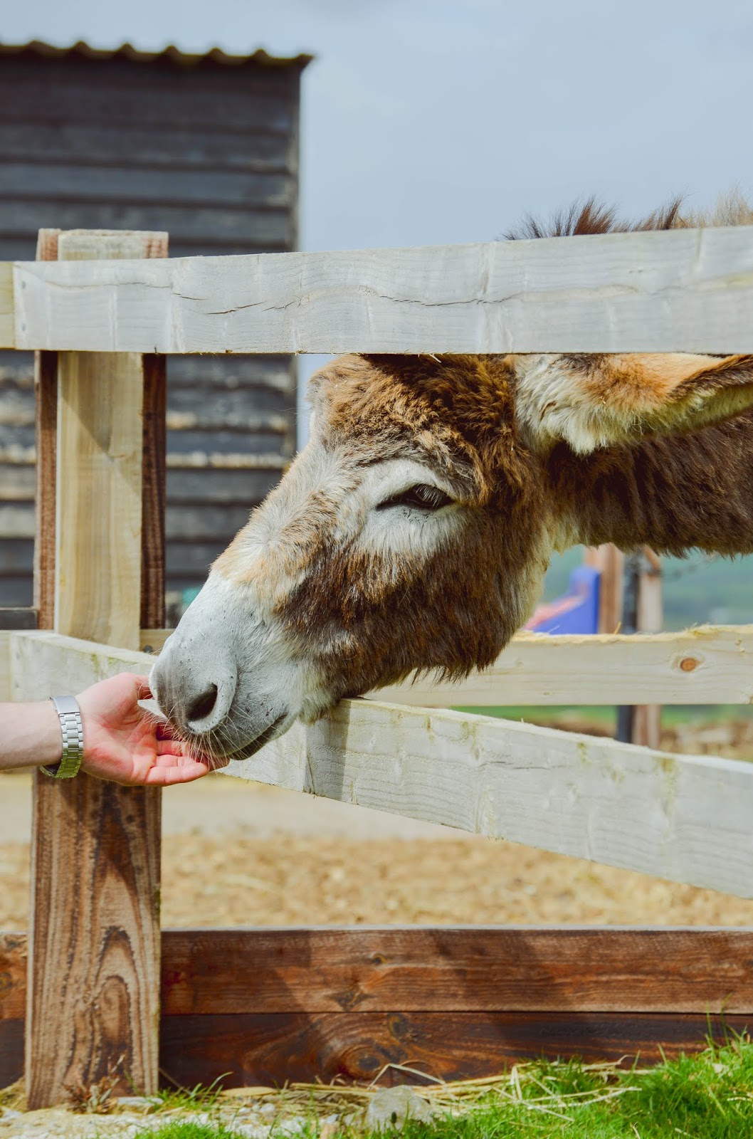 The Donkey Sanctuary Ireland ♥ Dolly Dowsie