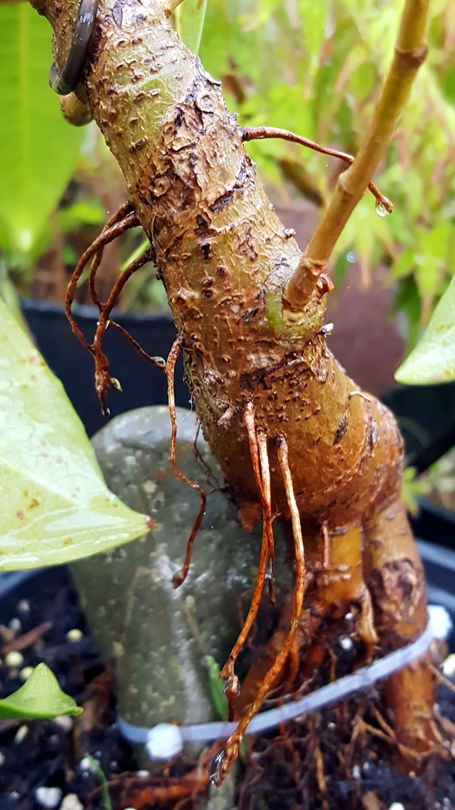 Bonsaimisadventures Aerial roots when you live in a desert.