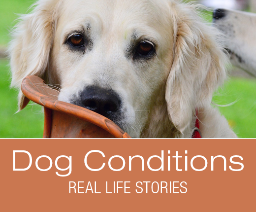 Dog Conditions - Real-Life Stories: Bailey Loses Interest in Life