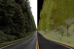 through woods making trees sebastian zapata pine