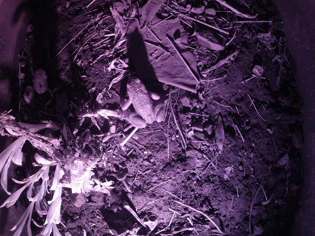 Bufocam: the toad tunnel camera