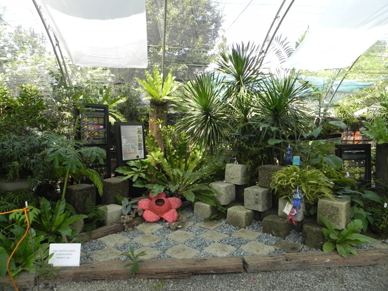 OUR PHILIPPINE TREES And They Said You Can't Landscape with Philippine