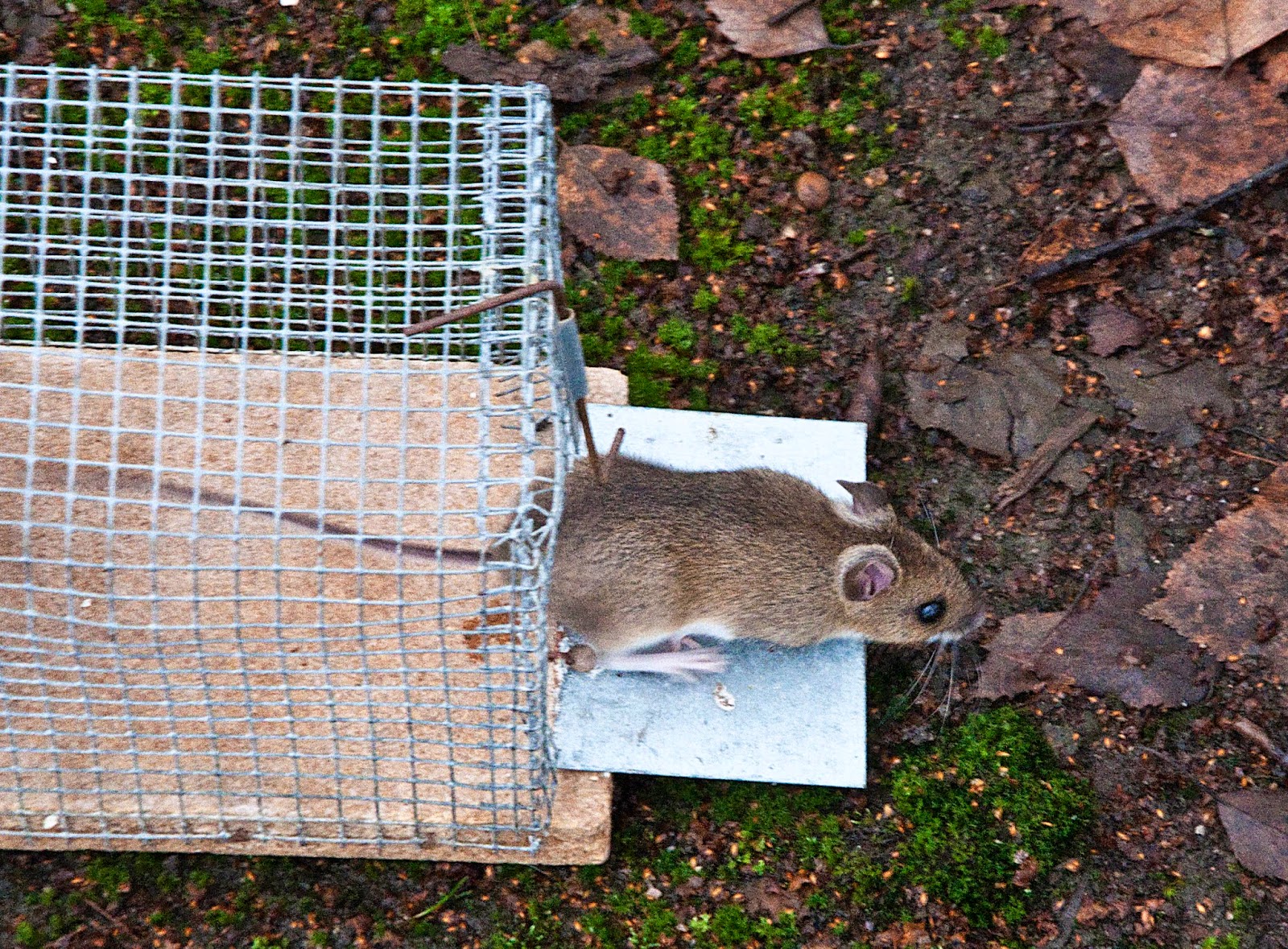 Sverker – världens smartaste västgötaspets: 2014 11 09