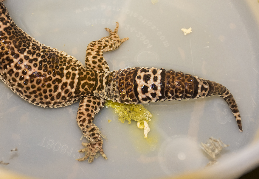 Can Leopard Geckos Eat Crested Gecko Food Can Leopard Geckos Eat Crested Gecko Food