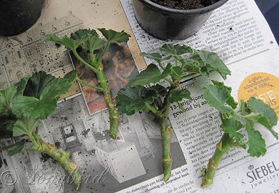 How to take geranium cuttings