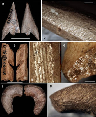Palaeolithic bone tools found in South China