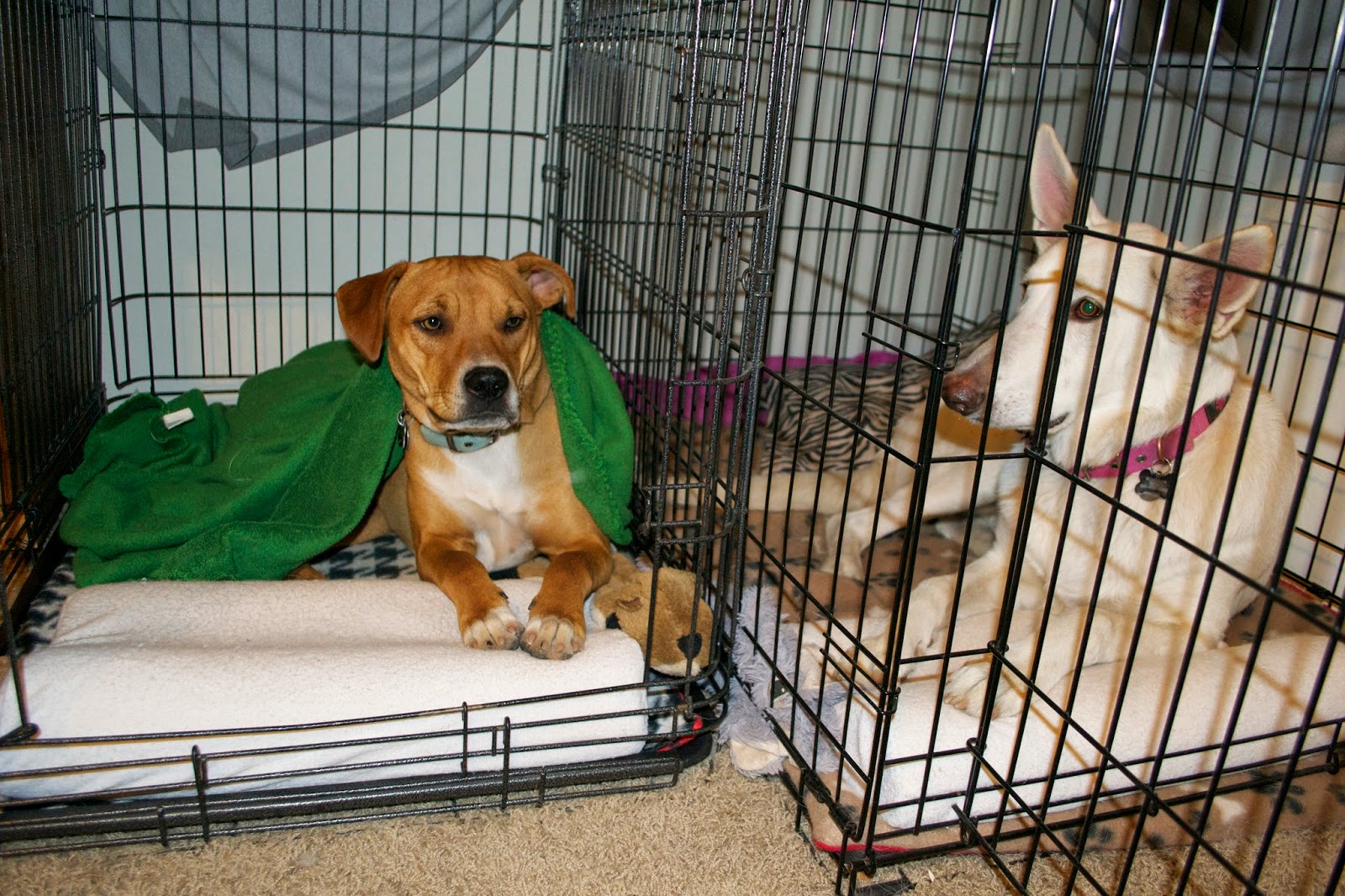 Focus on Bre DIY dog Crate Mat