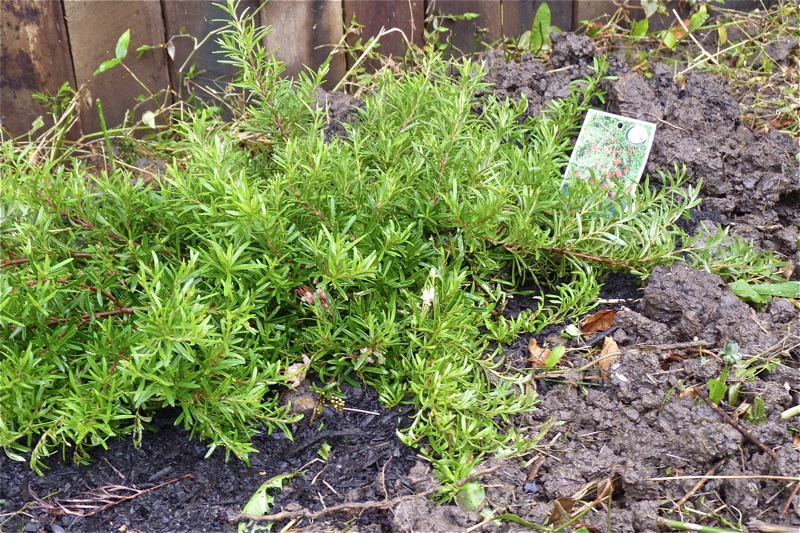 Pieces of Contentment Grevillea Obtusifolia Gingin
