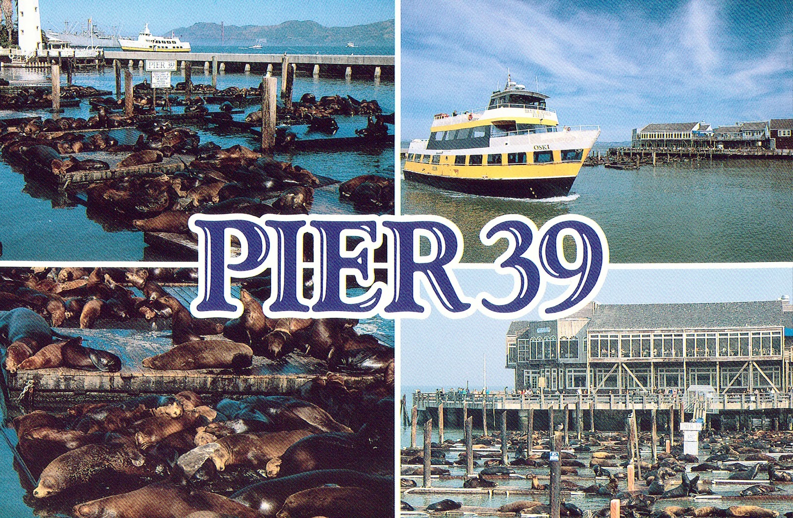 Redefining the Face Of Beauty : PIER 39, SAN FRANCISCO, CALIFORNIA